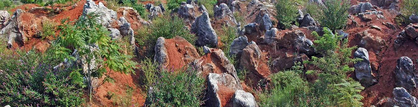 Large rocks and trees line a plot of land