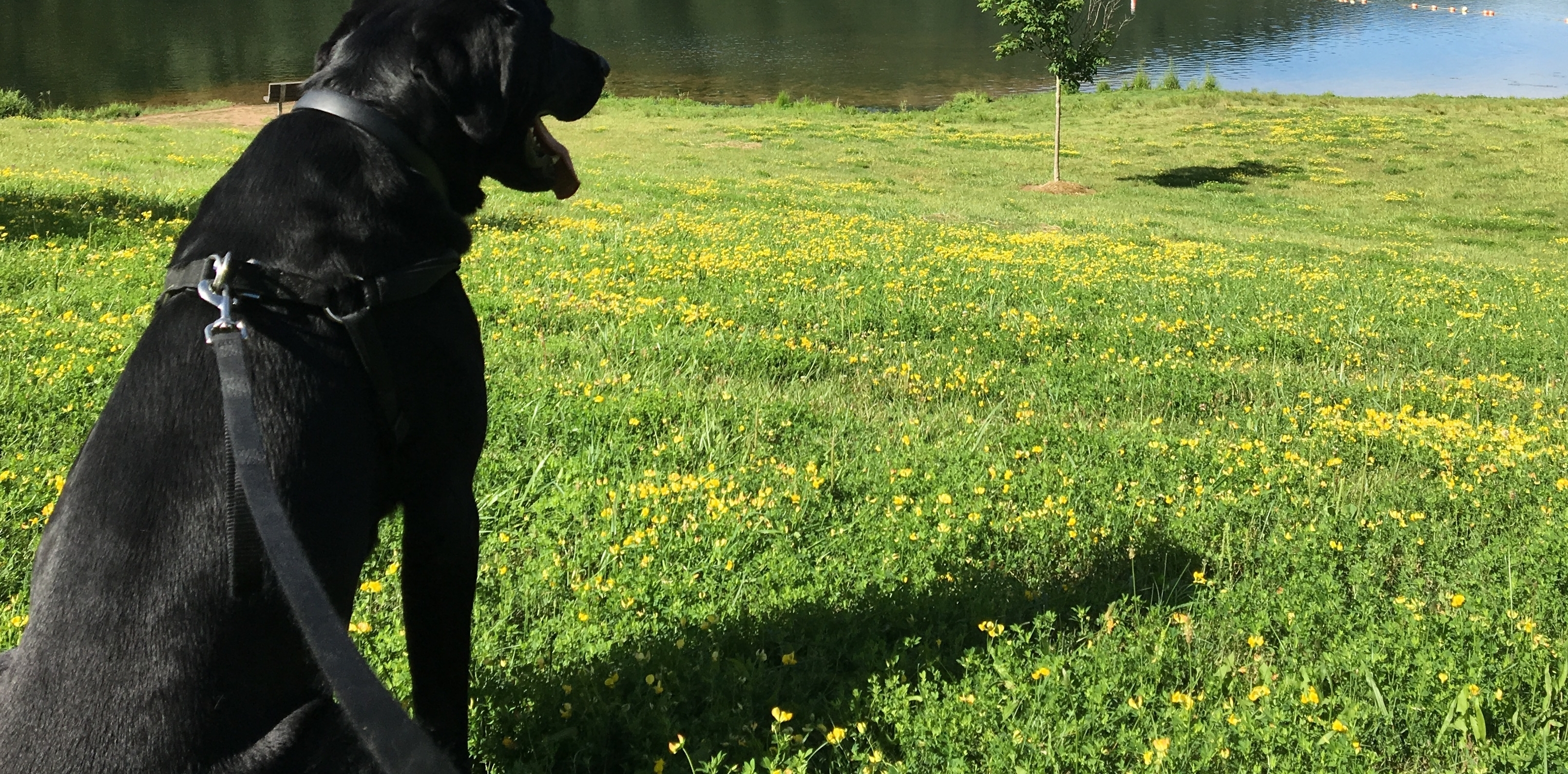 A black dog sitting on green grass next to a lake on a sunny day.