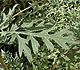 Ragweed Leaf