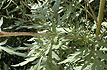 Ragweed Stem