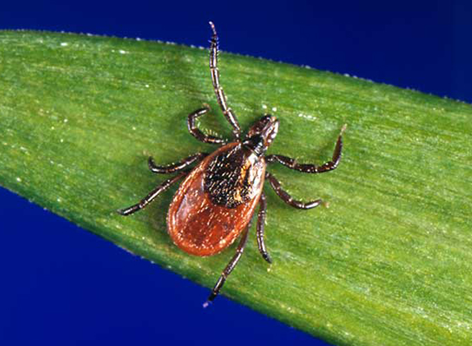 Blacklegged tick