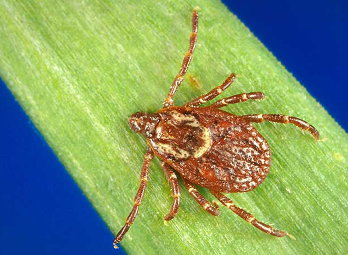 American Dog tick