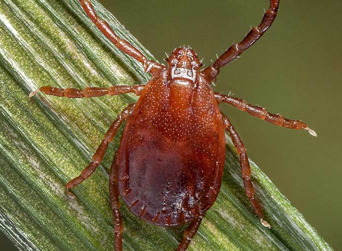 Asian Longhorned tick