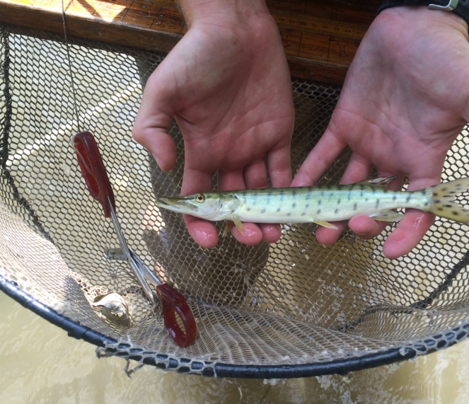 Close-up of the hands of a biologist holding a Muskellunge yearling in a net just above the water