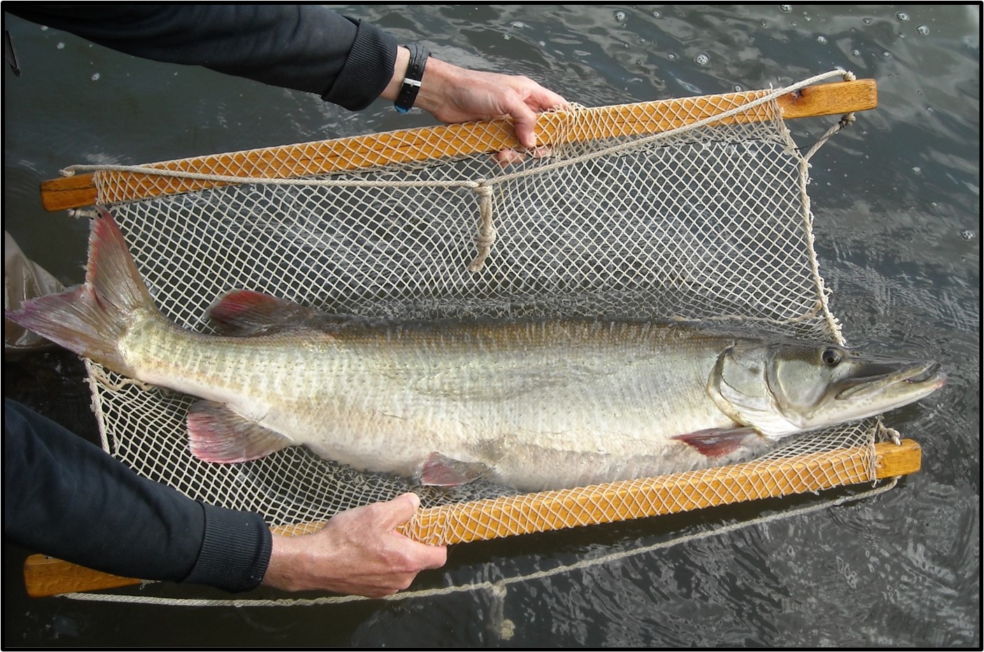 Musky caught in a net while PBFC biologist survey Canoe Creek Lake