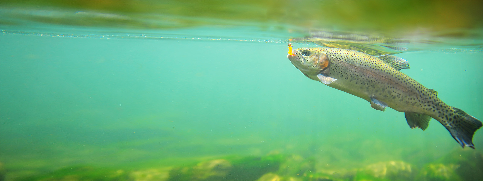 Trout swimming underwater 