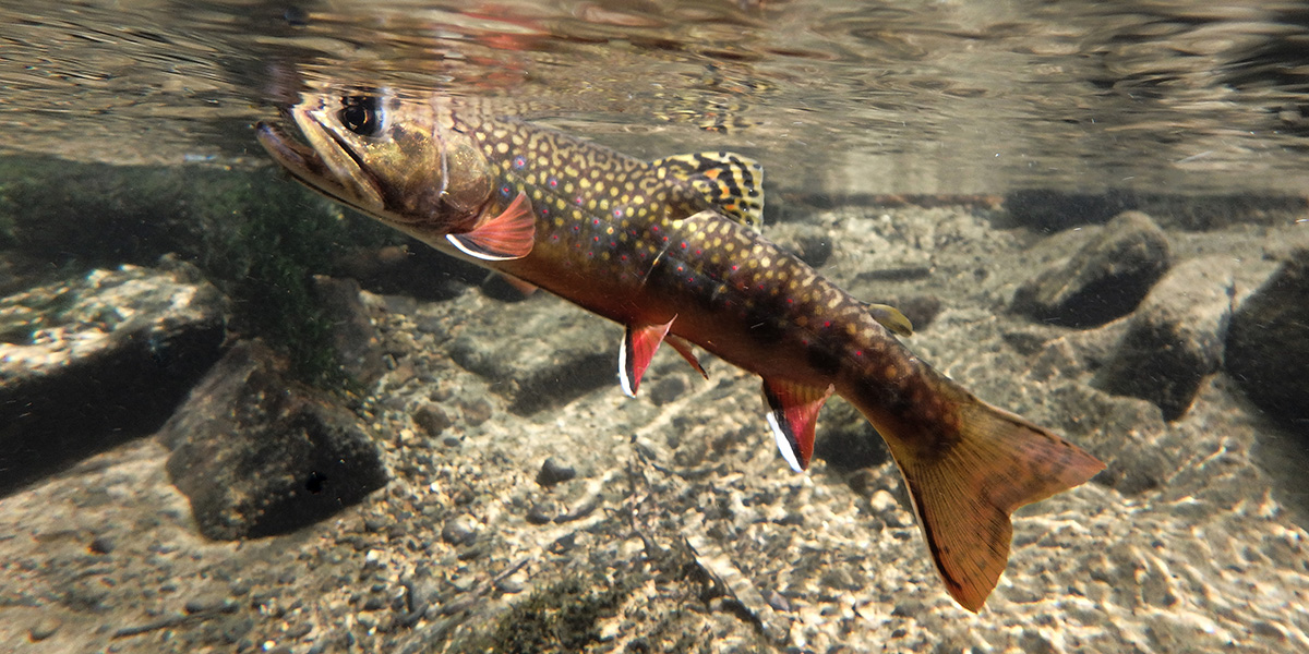 Photo of a brook trout swimming underwater.