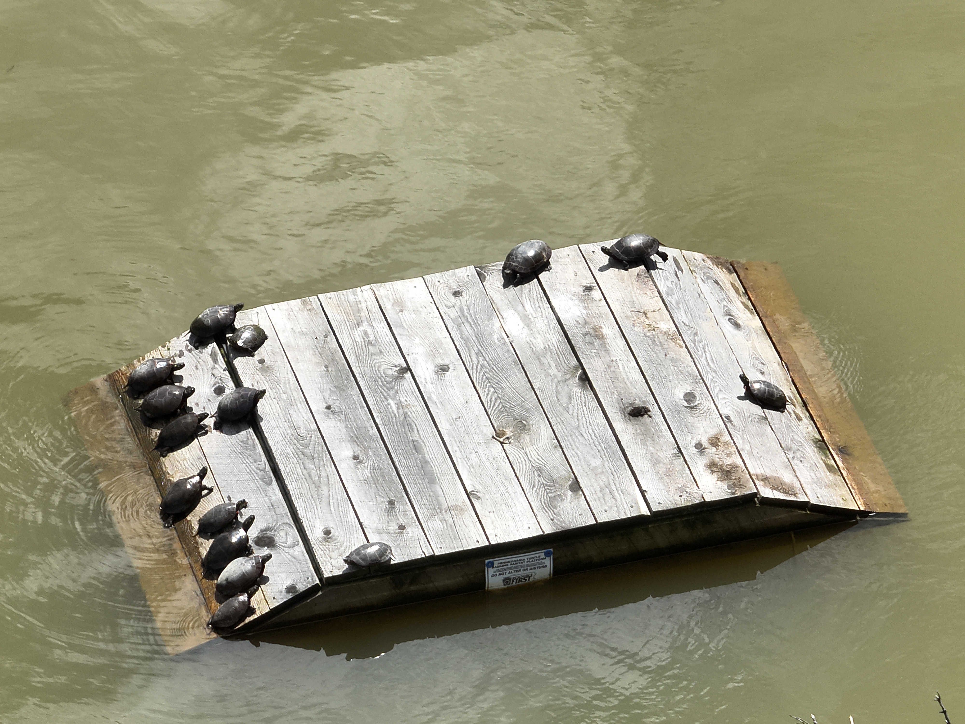 Turtles basking on a platform installed at Shawnee State Park