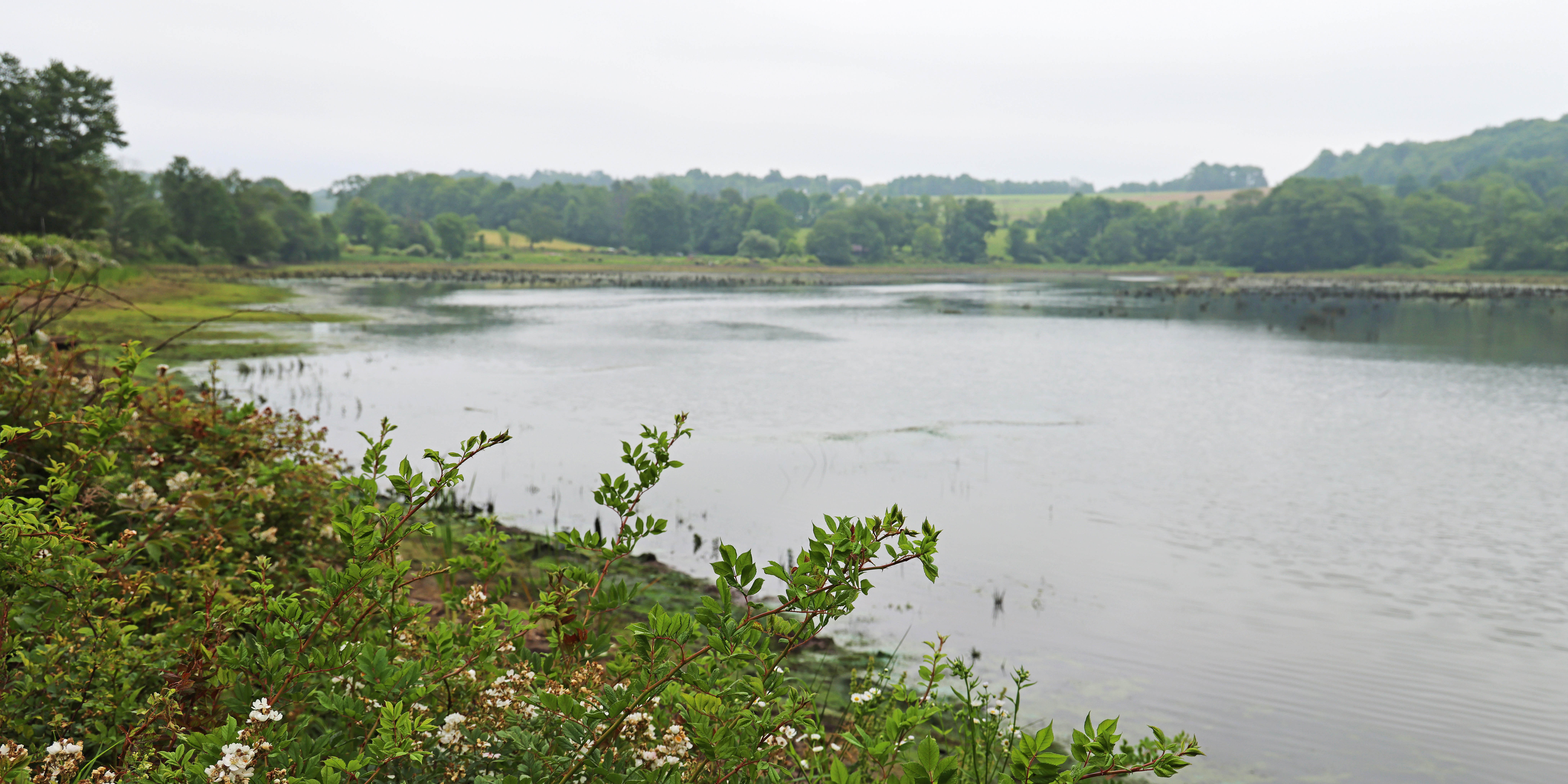 A wide shot of Douglas Pond, a PFBC pond where Pleasant Mount Hatchery propagate Walleye fingerling for stocking in PA waterways.