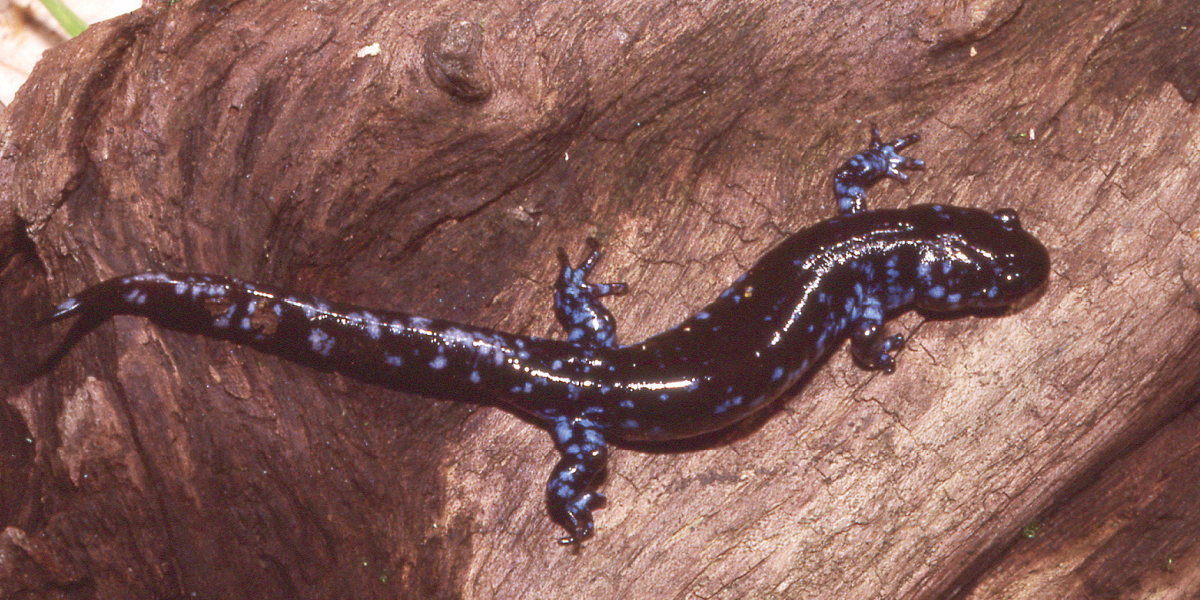 Blue Spotted Salamander 