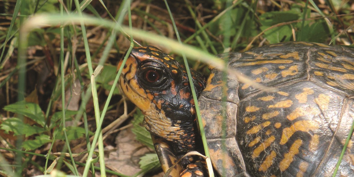 Woodland Box Turtle 