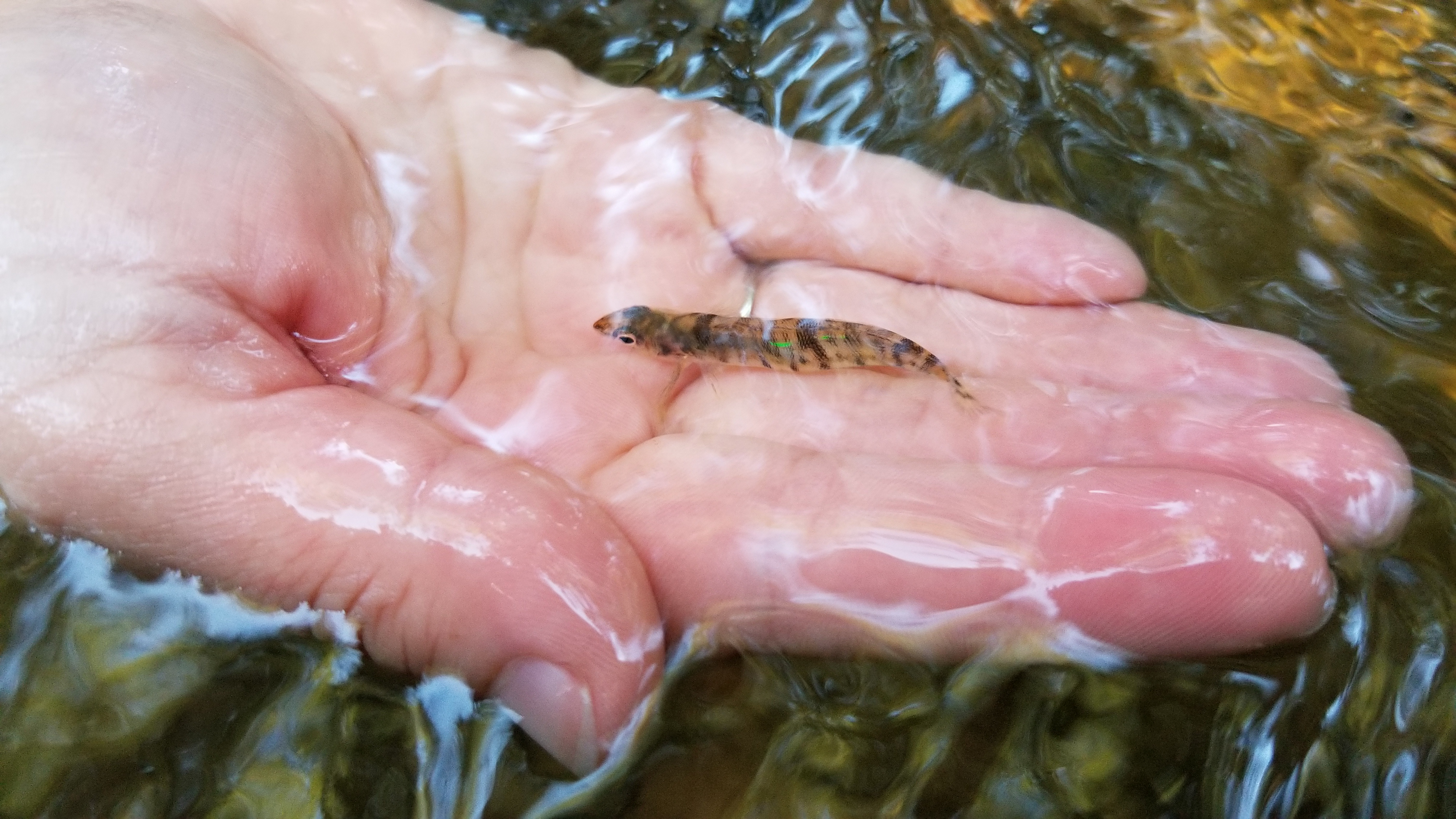 Close up of a hand in the water holding a Chesapeake Logperch fish 