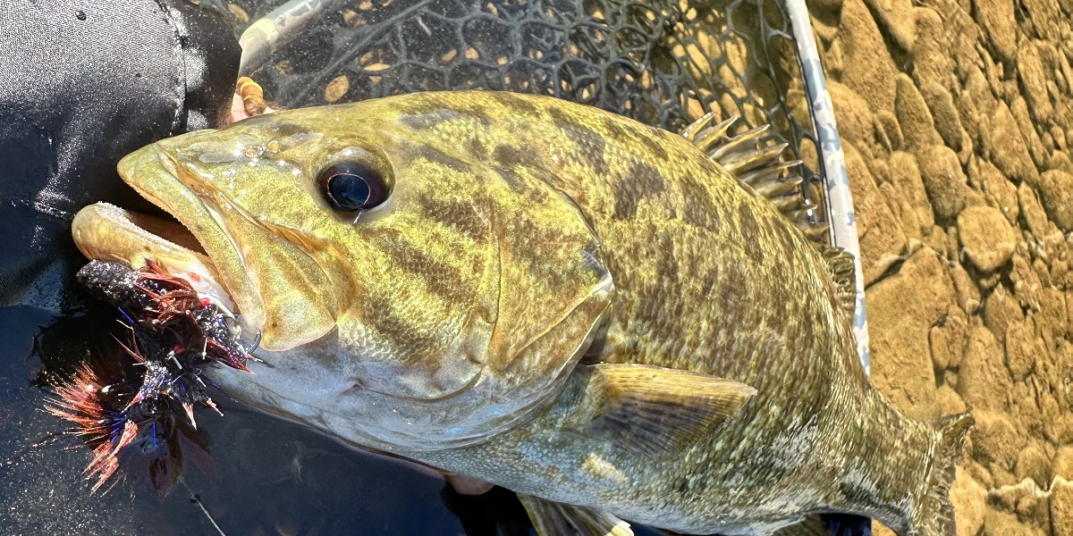 Smallmouth Bass in net with lure in mouth 