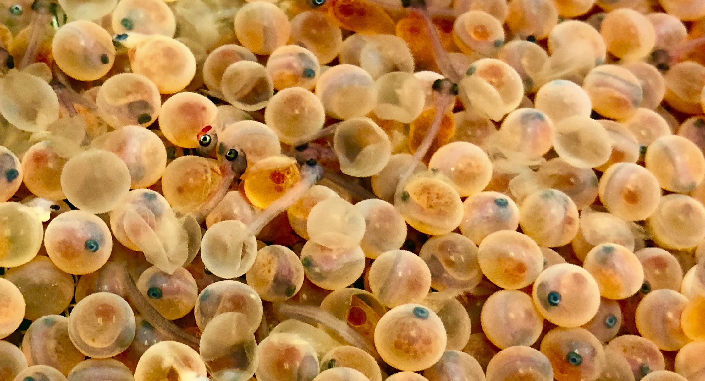 Trout eggs 