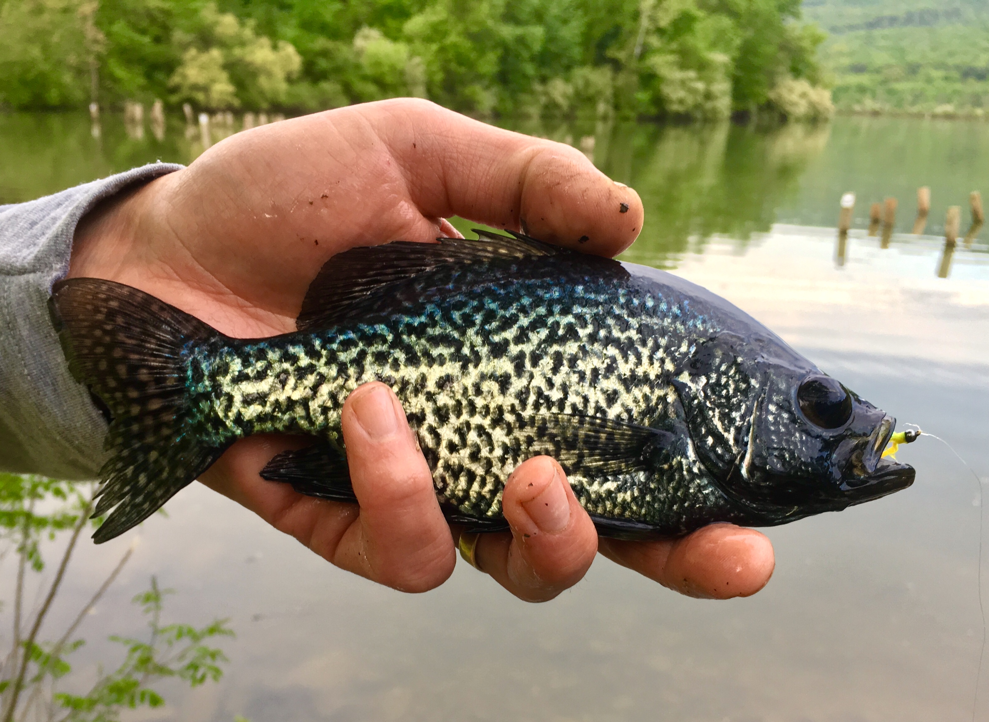 Close-up of a person holding a black crappie caught in F.J. Sayers Lake at Bald Eagle State Park