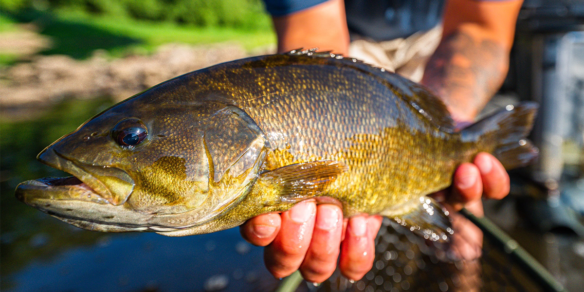 Close-up of a person holding a smallmouth bass while standing out in a stream