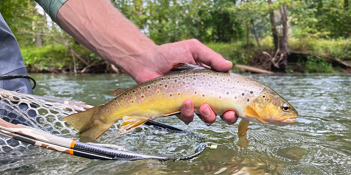 Man holding a brook trout above the stream water and fishing net