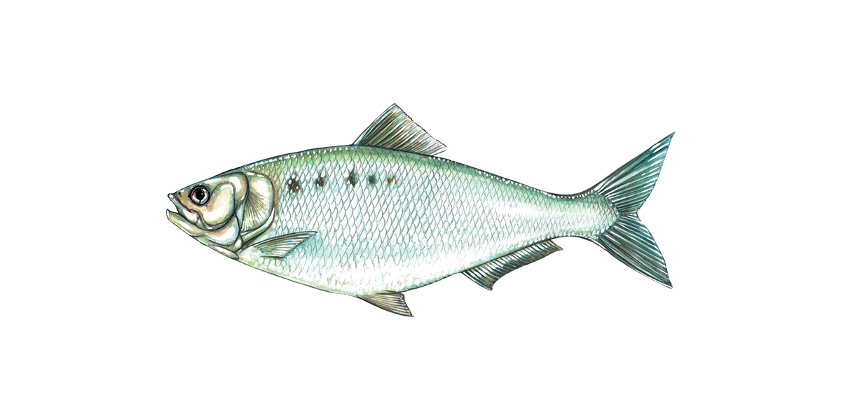 Illustration of an American Shad