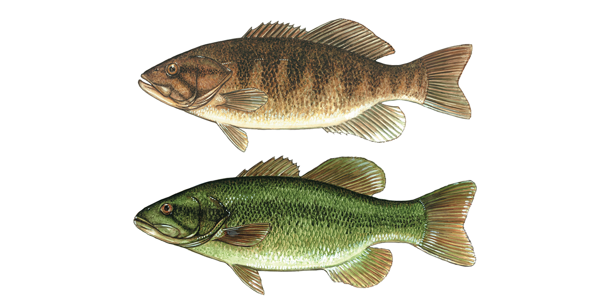 Illustration of a Smallmouth and Largemouth Bass