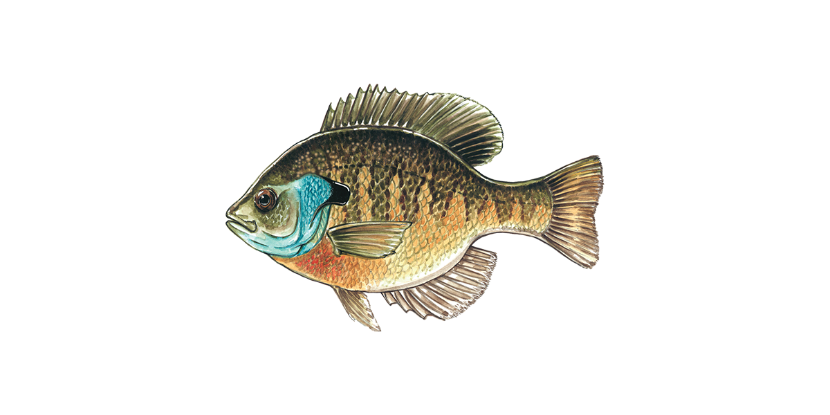 Illustration of a Bluegill