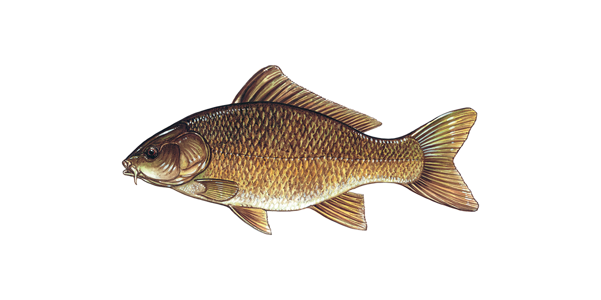 Illustration of a Carp