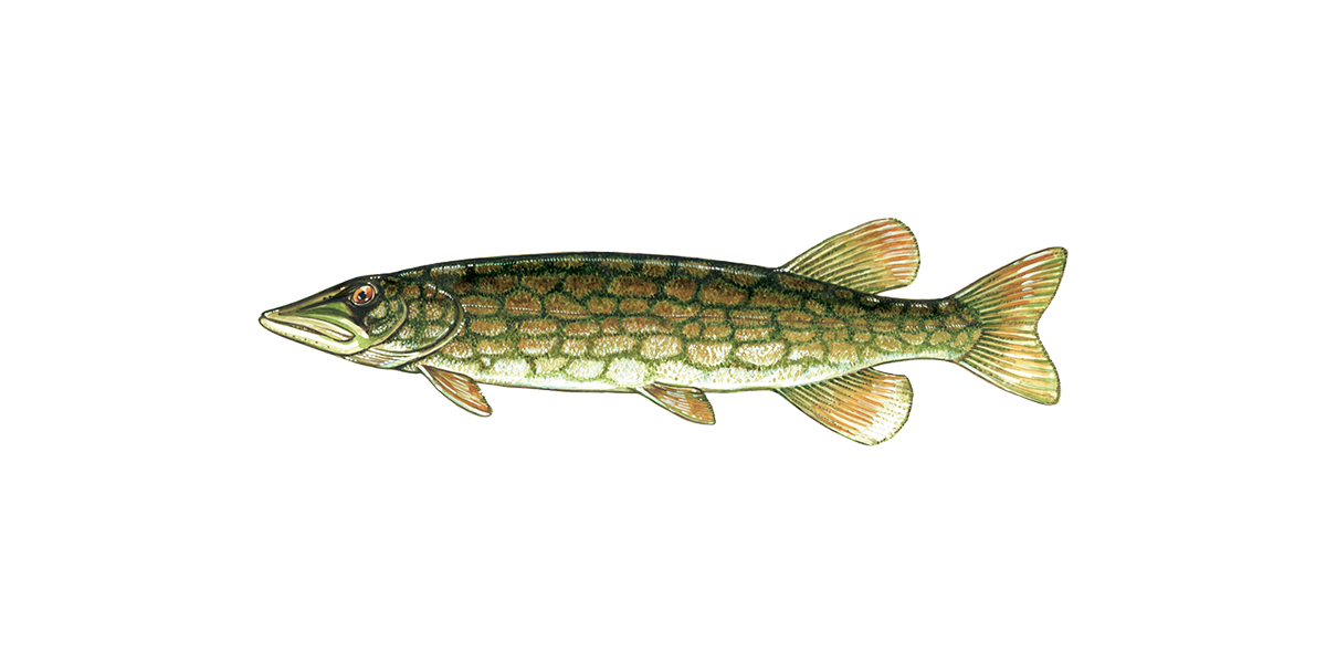 Illustration of a Chain Pickerel