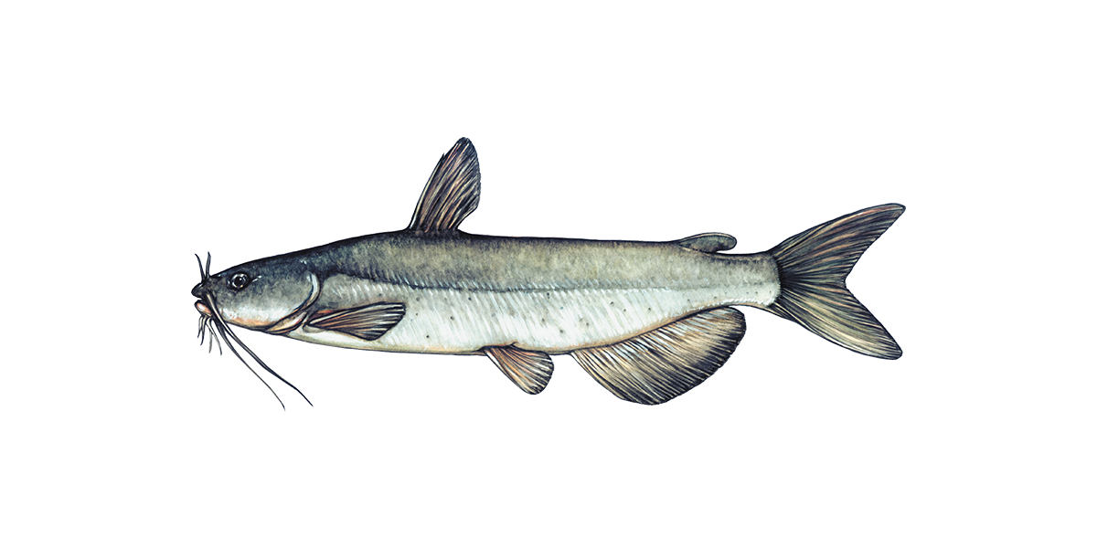 Illustration of a Channel Catfish