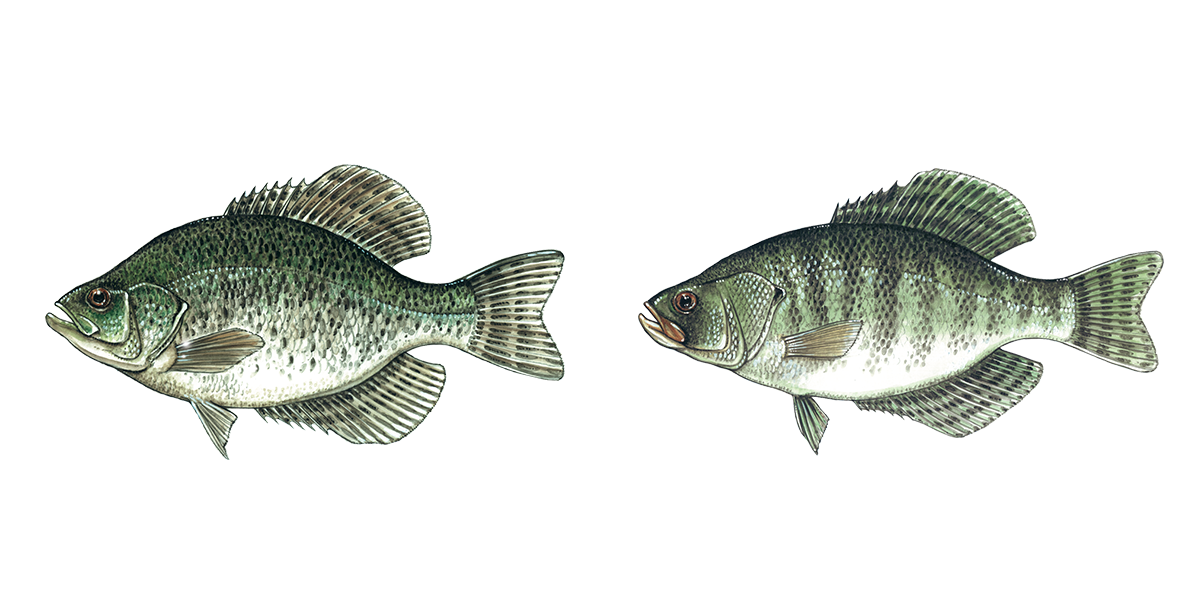 Illustration of a Black and White Crappie