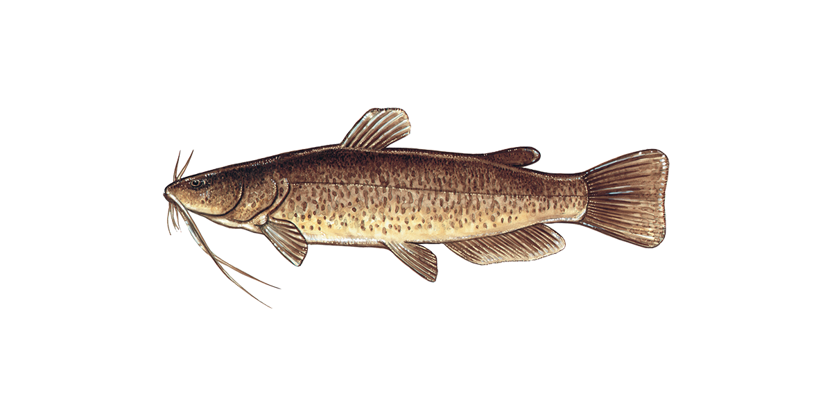 Illustration of a Flathead Catfish