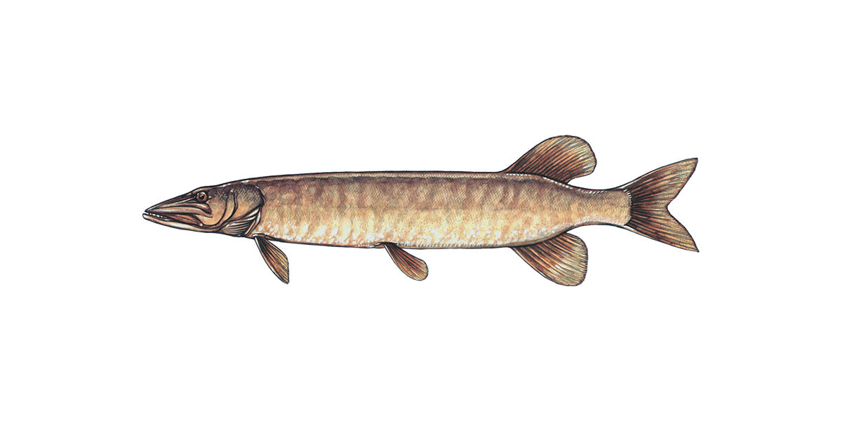 Illustration of a Muskellunge