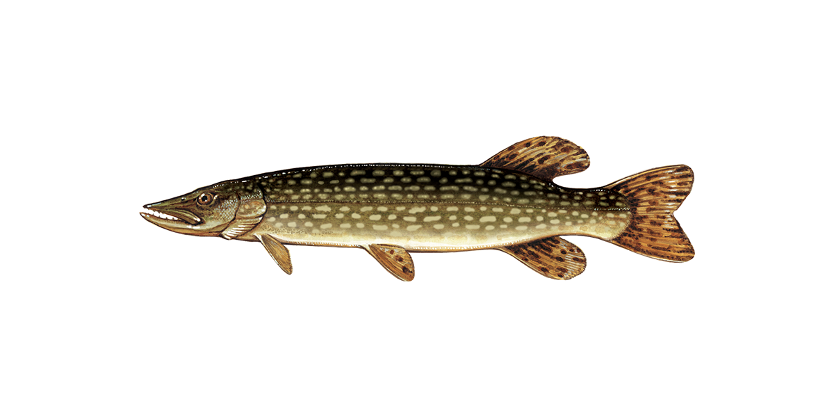 Illustration of a Northern Pike