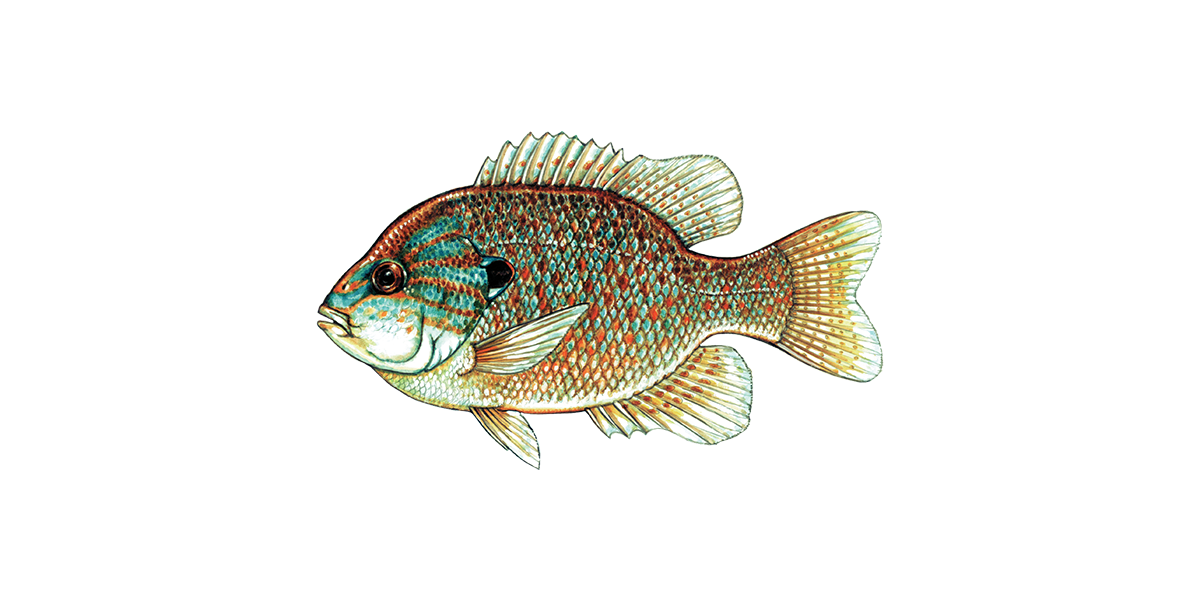 Illustration of a Pumpkinseed