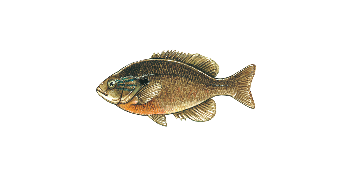 Illustration of a Redbreast Sunfish