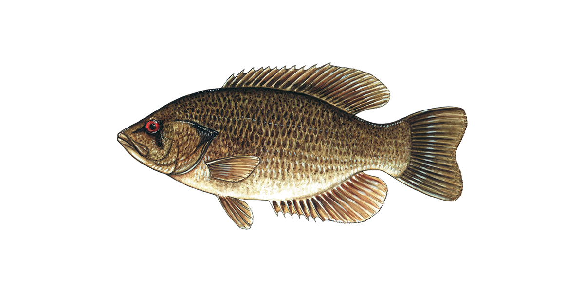 Illustration of a Rock Bass