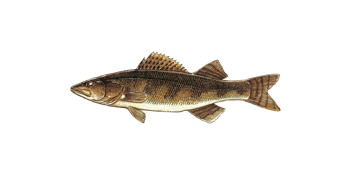 Illustration of a Sauger