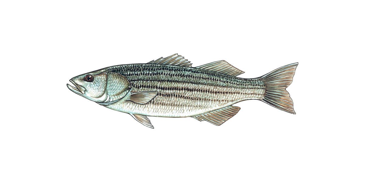 Illustration of a Striped Bass