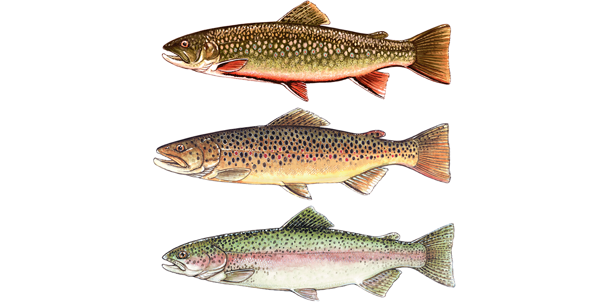 Illustration of a Brook, Brown and Rainbow Trout