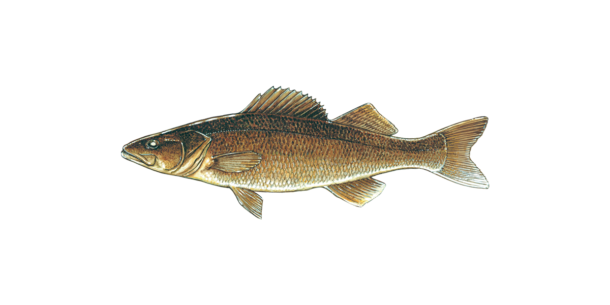 Illustration of a Walleye