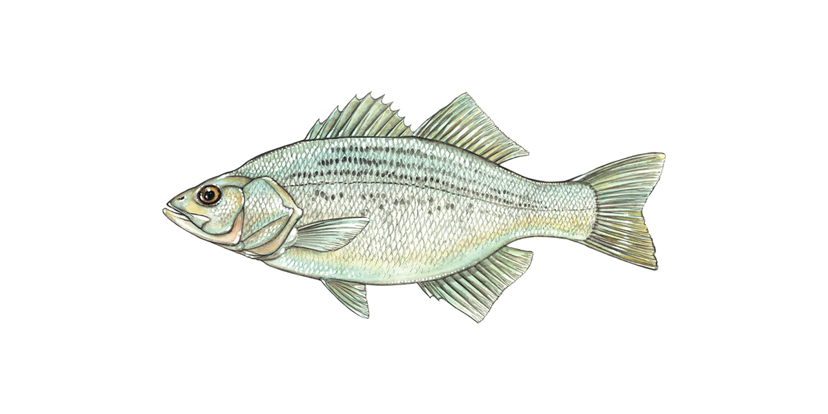 Illustration of a White Bass