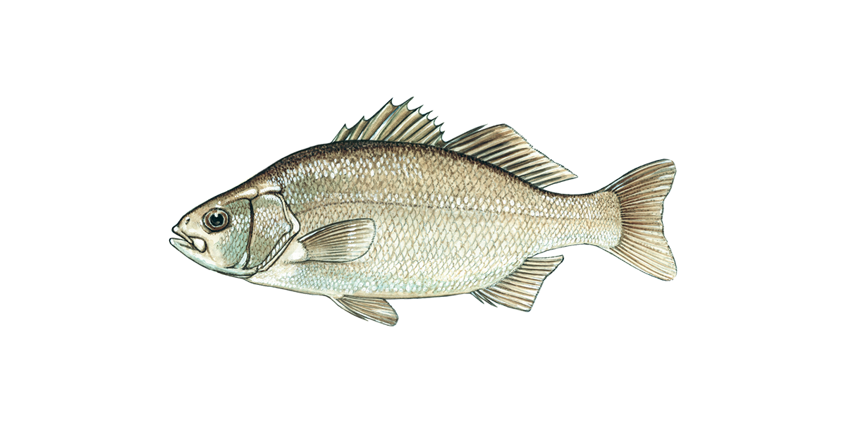 Illustration of a White Perch