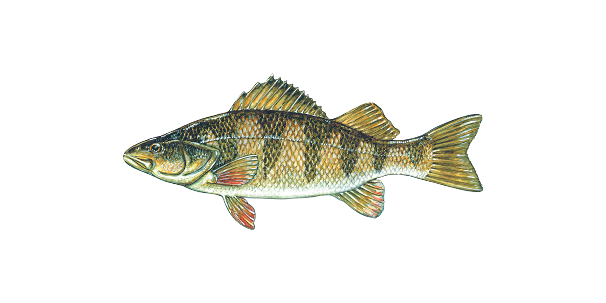 Illustration of a Yellow Perch