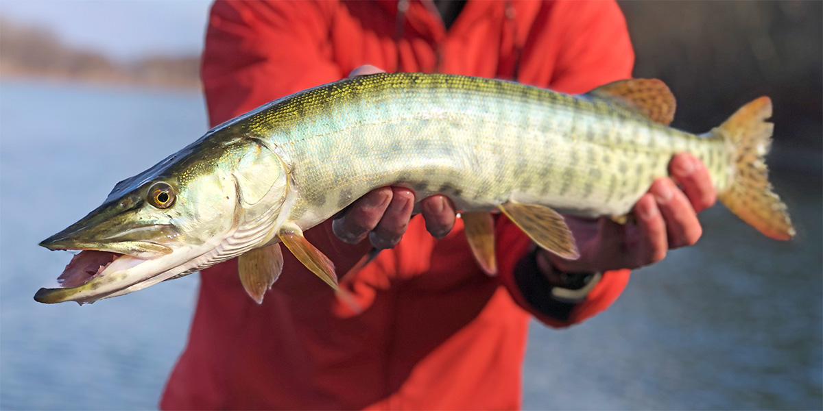 Person holding a musky with two hands