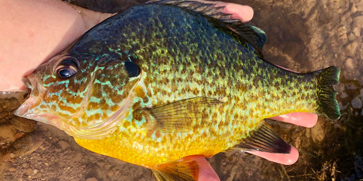 Close-up of a person's hand holding a large pumpkinseed