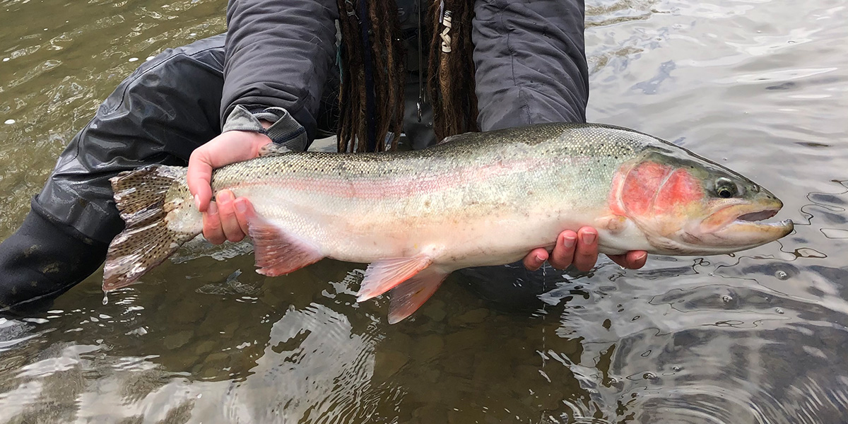 Sara Schlesinger holding a big steelhead caught along Elk Creek in Erie, PA.