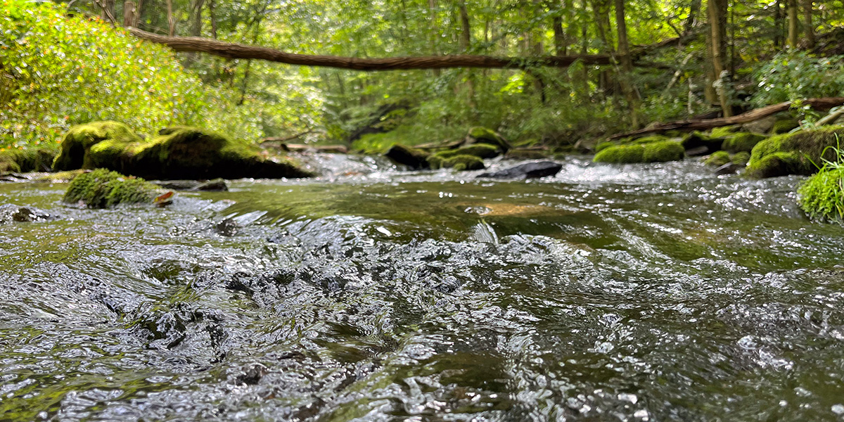 A close-up of a Class A designated waterway in Pennsylvania