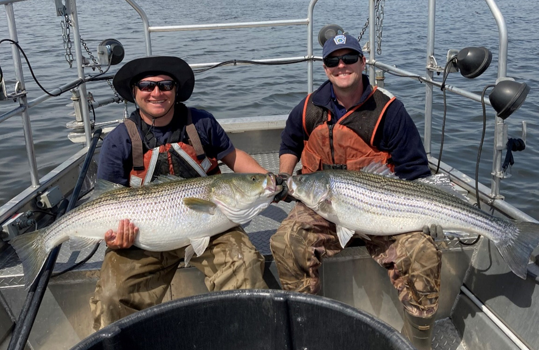 Two PFBC Biologists each holding a large Striped bass while surveying the Delaware Estuary.