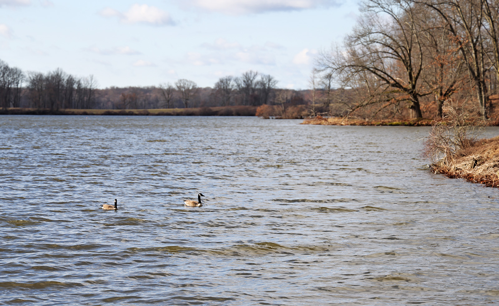 Photo of a wide shot of geese swimming on Pymatuning Reservoir