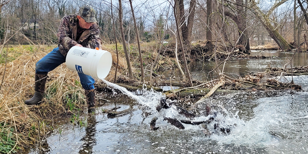 Man tossing trout from a white bucket into a stream from the shoreline 