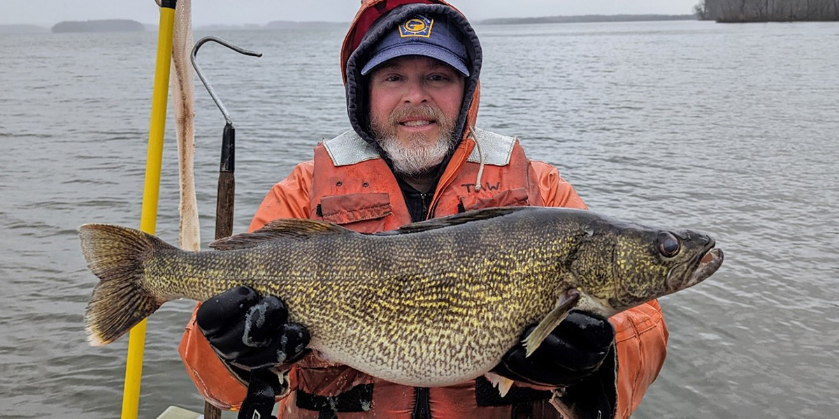 Area Fisheries Manager Tim Wilson with a large female Walleye from Pymatuning Reservoir