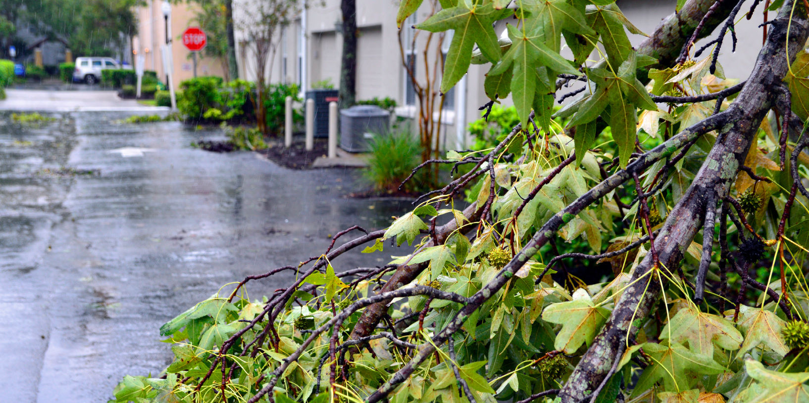 A downed tree blocks an alley.